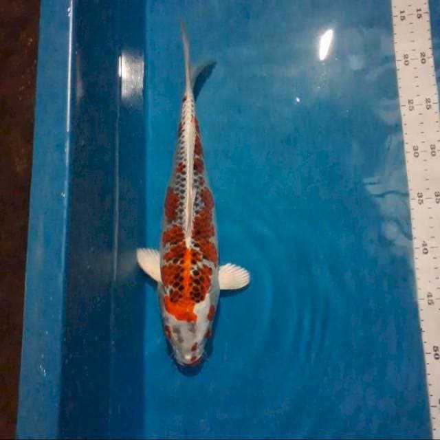 Kujaku 35cm