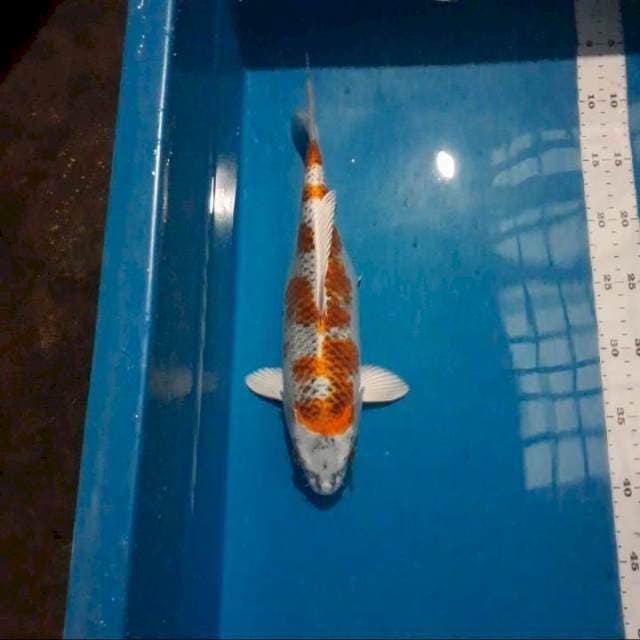 Kujaku 33cm