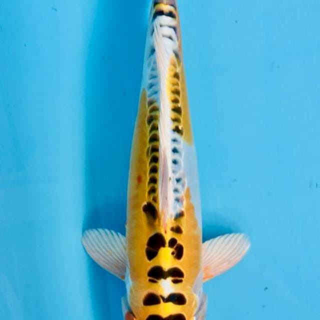 Kikokuryu 37cm Male