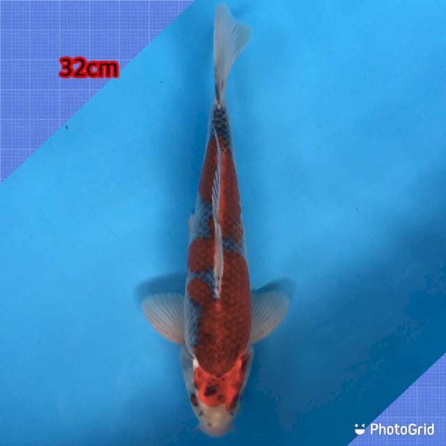 Goshiki 32cm