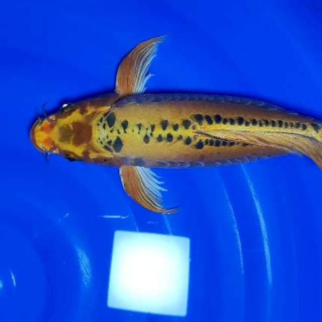 kumpay kikushui 42cm kompresi padat