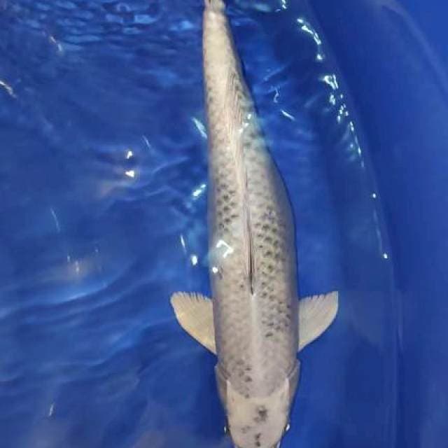 mukashi 42cm jantan