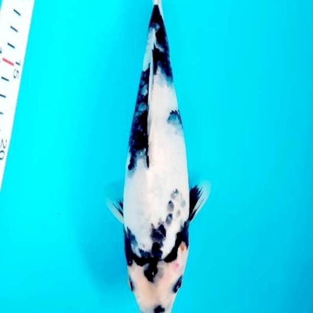 Shiro 23 cm
