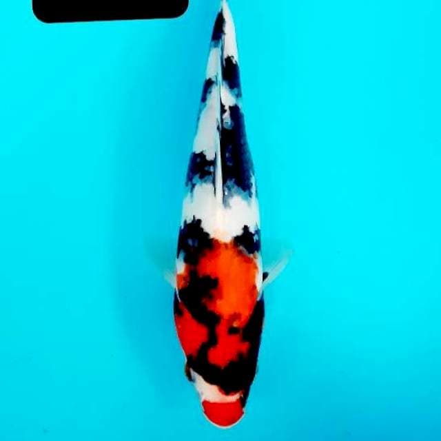 Ucibeni 25 cm