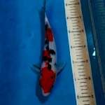Sanke 30 cm