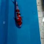 Sanke 24 cm
