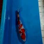 Sanke 27 cm