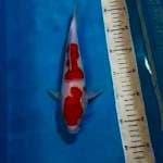 Kohaku 27 cm