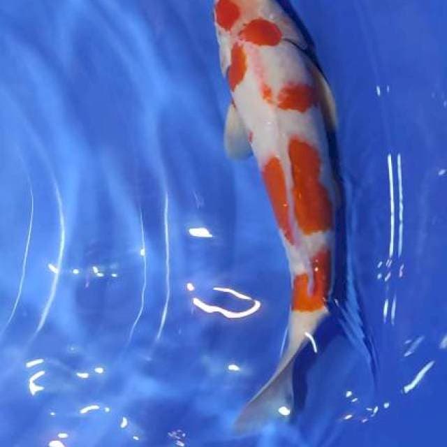 kohaku strong 38cm jantan