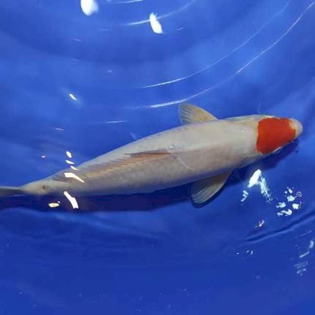tancho kohaku 37cm jantan