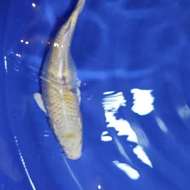 hariwake gendong telur 34cm