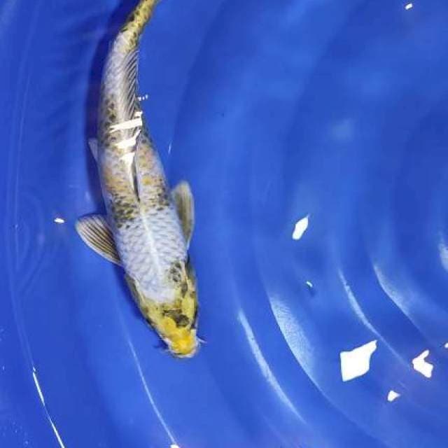 gin ki mukashi 37cm sah