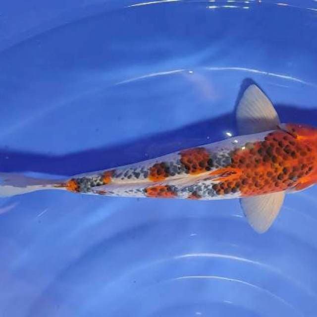 goshiki 38cm jantan original