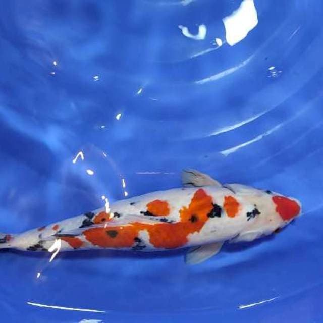 taiso sanke 39cm jantan