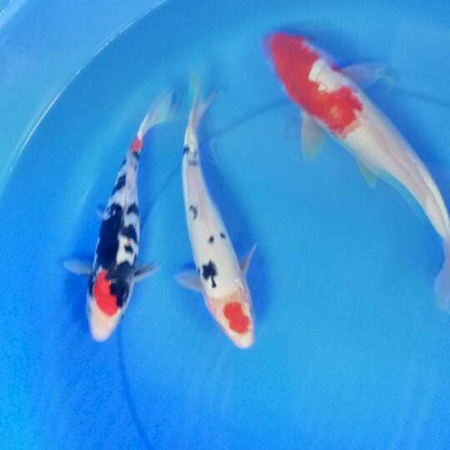Mix koi 3 ekor 