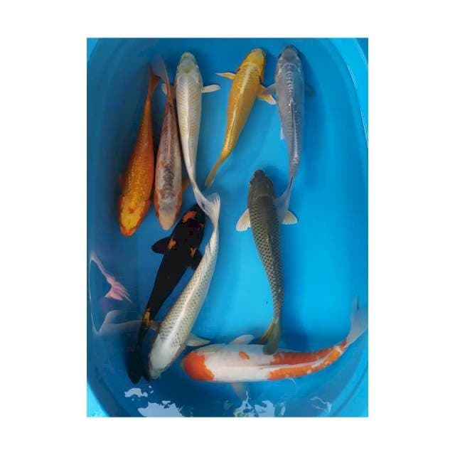 mix 9 ekor 30-36 cm