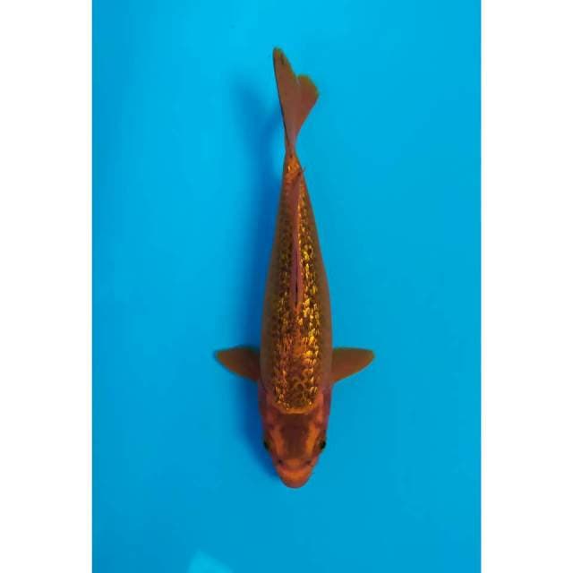 akamatsuba ginrin 23 cm