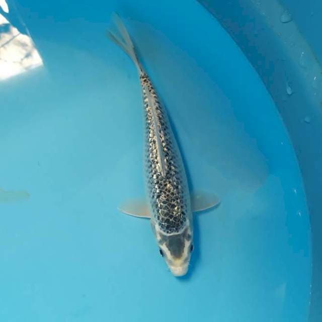 full ginrin 21 cm