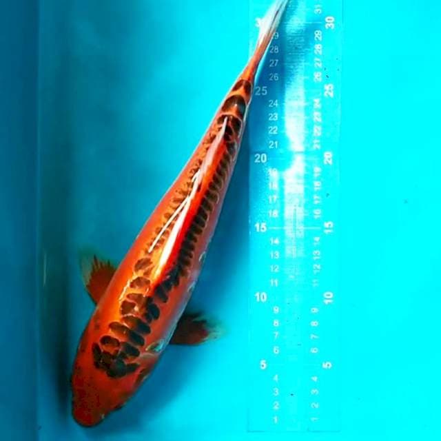 Mizuho 35 cm