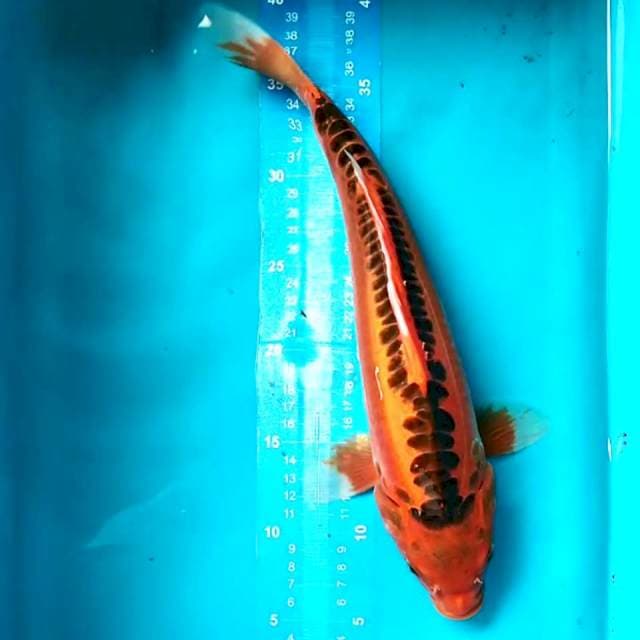 Mizuho 35 cm