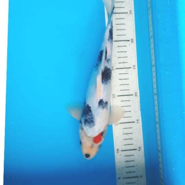 Shiro 30cm