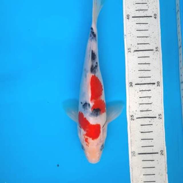 Sanke 25cm