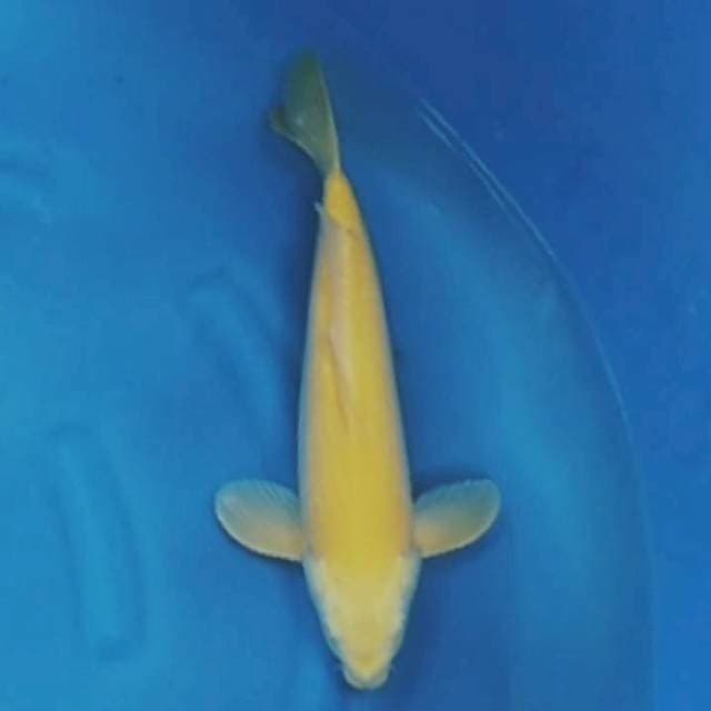 Karahi lemon MM45cm