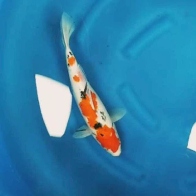 Sanke 40cm