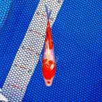 MARUTEN KOHAKU GINDRIN ori