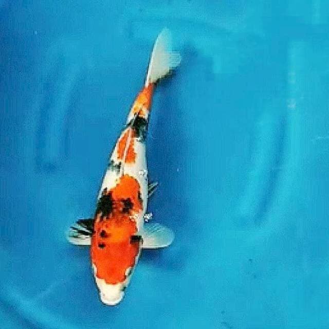 Showa 35cm