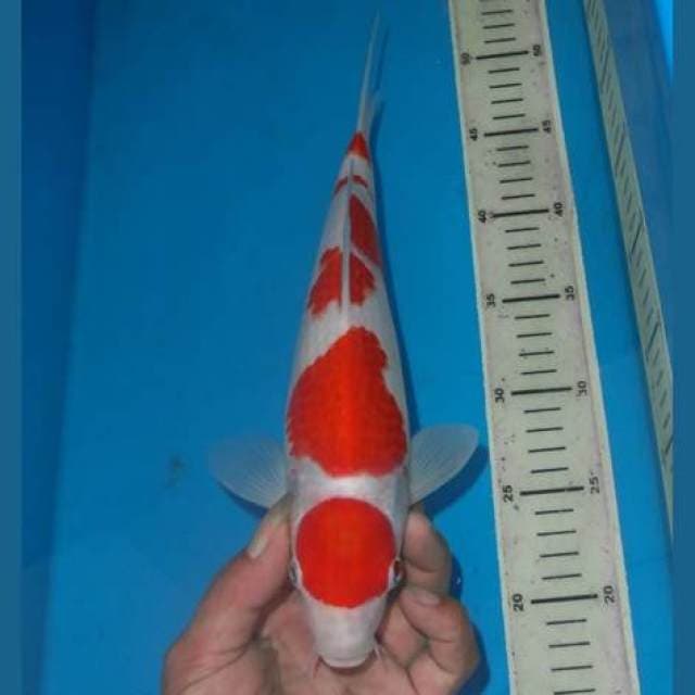MARUTEN KOHAKU HIGH QUALITY