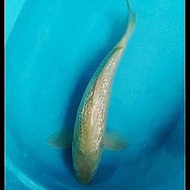 Jumbo Midori ginrin 40cm