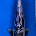 Antik / Kawarimono Male 38 CM
