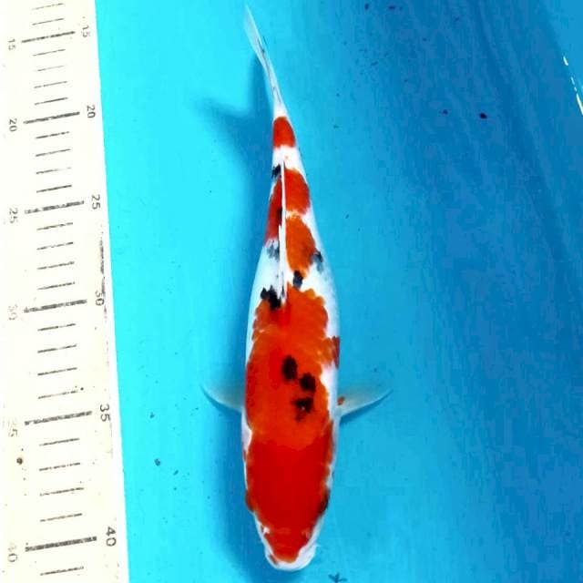 Sanke, 23 cm