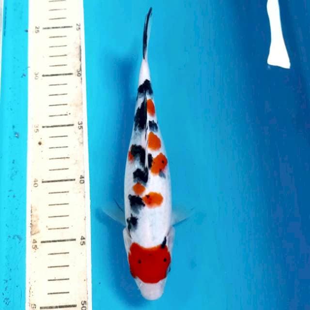 Sanke, 22 cm