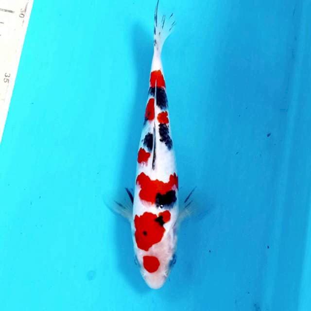 Sanke, 20 cm