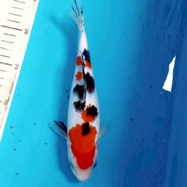 Sanke, 22 cm