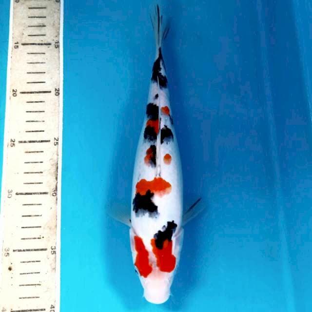Sanke, 27 cm