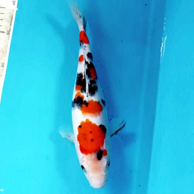 Sanke, 26 cm