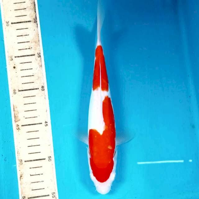 Kohaku doit, 25 cm