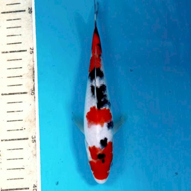 Sanke, 19 cm