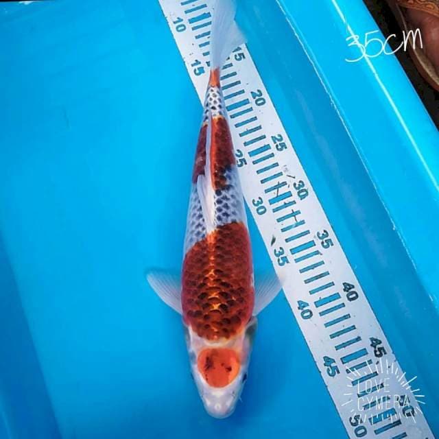 Maruten kojaku 35cm