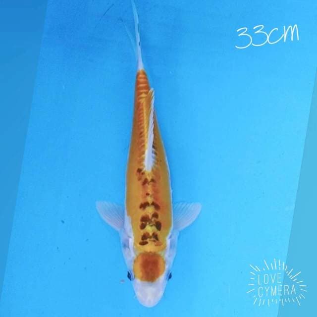 Maruten kiko 33cm