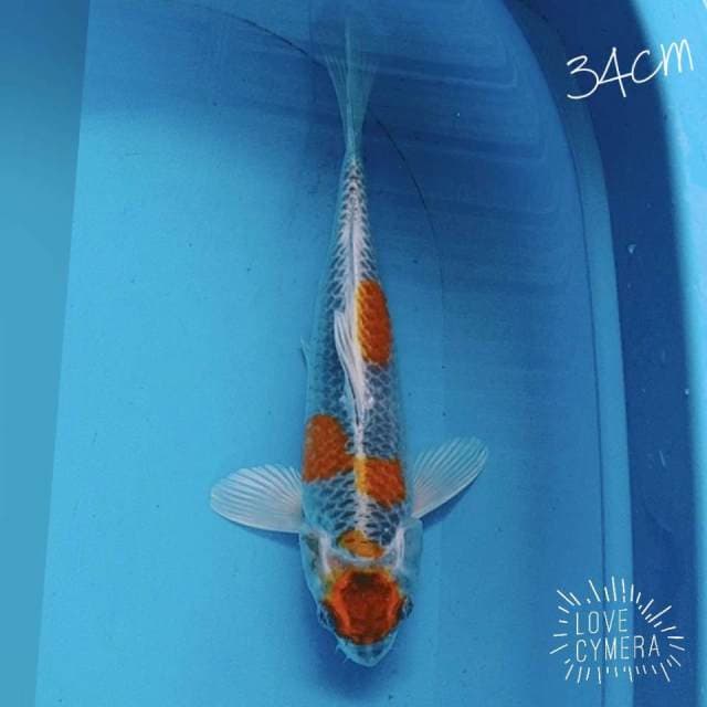 Maruten kojaku 34cm