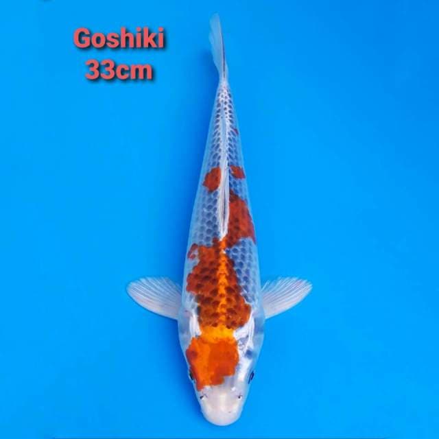 Goshiki 33cm