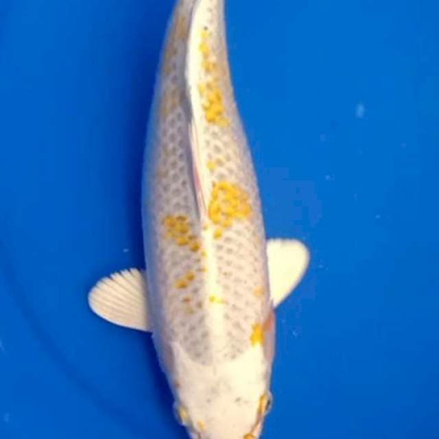 Hariwake