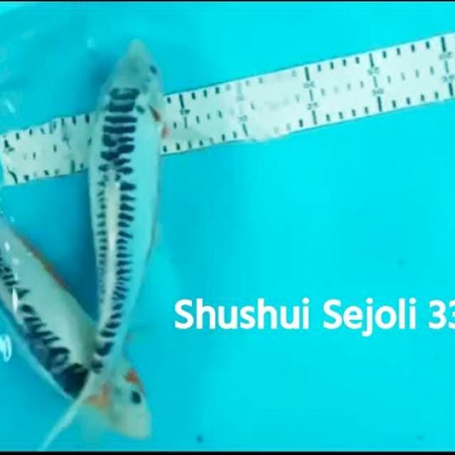 Hana Shushui Sejoli 33,34cm