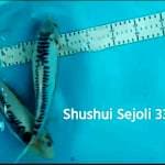 Hana Shushui Sejoli 33,34cm