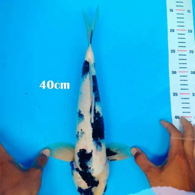 C##SHIRO 40cm