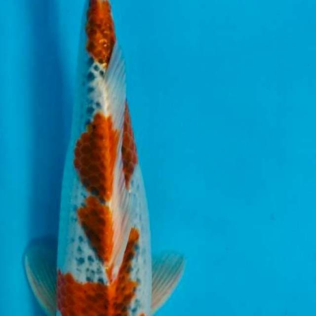 GOSHIKI , 36CM